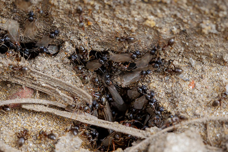 观察蚂蚁摄影照片_飞黑蚁巢-微距拍摄
