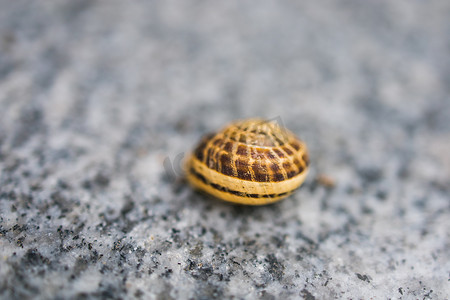 灰色蜗牛摄影照片_在灰色背景上孤立的蜗牛。