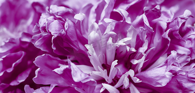 紫色牡丹花瓣。