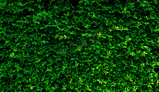 小绿叶在树篱墙纹理背景中。