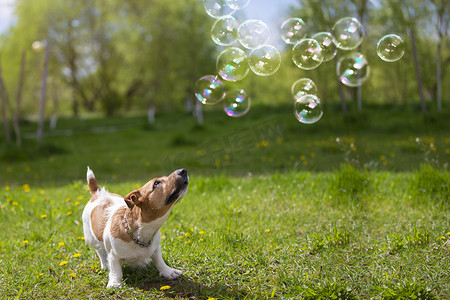 狗品种杰克罗素看着绿草上的肥皂泡。