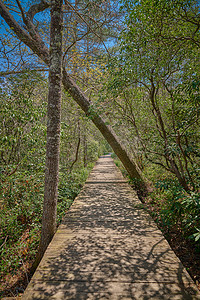 皮斯加国家森林粉红床野餐区的木质小路或走道上倾斜着一棵树。