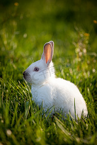 有趣的白兔坐在绿草上