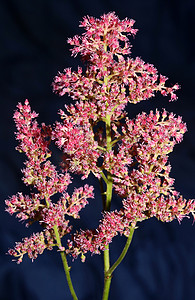 落新妇摄影照片_紫色花开花特写植物背景高品质大尺寸版画落新妇粳科虎耳草科墙海报