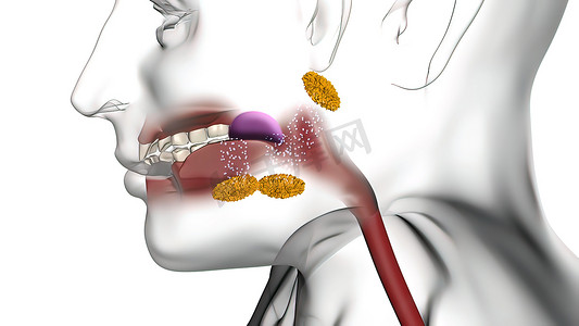 口腔中的酶有助于分解食物
