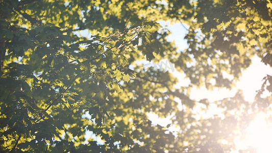温暖的夏日，在阳光下，枫树的树枝。