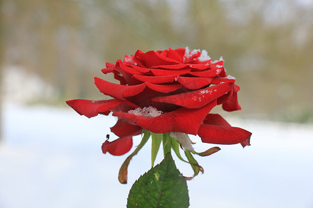 大朵祥云摄影照片_一朵被雪覆盖的大红玫瑰