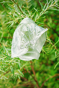 垂悬在绿色杉树枝上的塑料袋