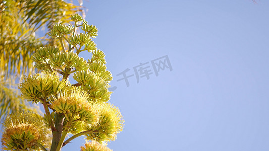 芦荟基地摄影照片_龙舌兰花、世纪或哨兵植物绽放花朵或花序。