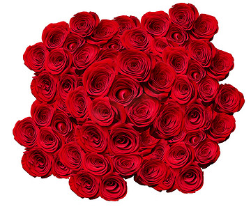花玫瑰花瓣开花红色自然美丽的背景