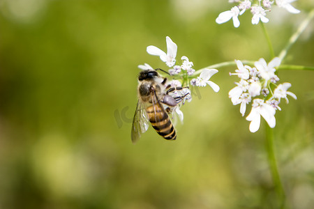 蜜蜂从香菜花中采集花蜜