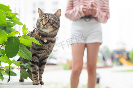 漫步摄影照片_一只条纹猫坐在户外的长凳上。