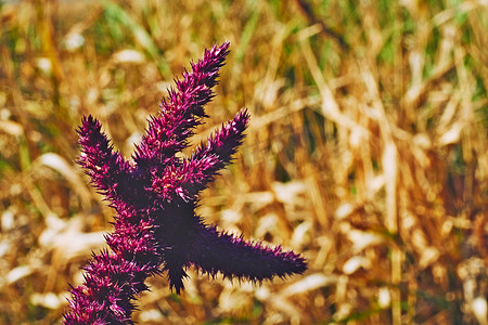 惊人的红紫色花植物和黄色炎热的八月。草药