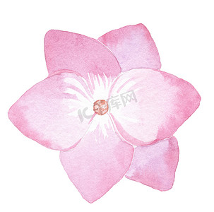 水彩手绘粉红色单绣球花隔离在白色背景