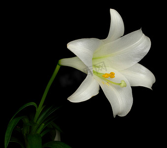 复活节百合（lilium longiflorum）侧视图