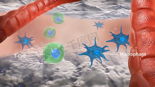 巨噬细胞摄影照片_血管炎中 T 细胞巨噬细胞相互作用和肉芽肿形成