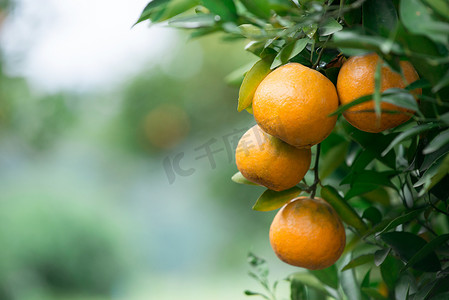 新鲜果实摄影照片_新鲜橙子