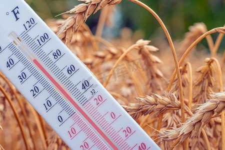 燥热摄影照片_温度计位于麦田。夏天，干旱。高气温。热。气象，农工综合体。全球变暖和气候变化。小麦和谷物的耳朵与温度计