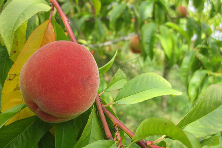 种植水果摄影照片_桃子作为美味的水果食品自然背景