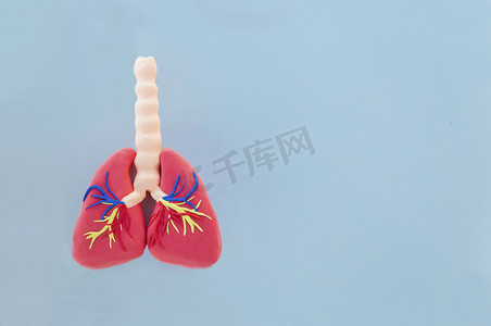 肺医学背景摄影照片_蓝色背景上橡皮泥的玩具肺