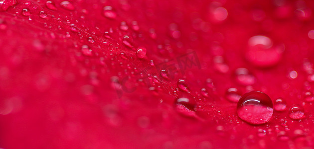 红色玫瑰花瓣背景与露滴的。