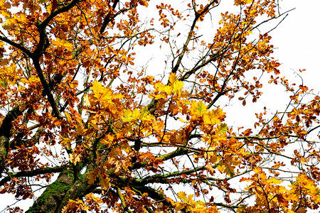 秋树的低角度视图，有树枝和黄色和橙色的叶子。