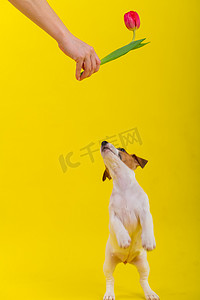 眩光黄色摄影照片_一只顽皮的狗在黄色背景的工作室里跳着寻找郁金香。