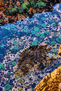 加利福尼亚海岸的潮汐池充满了充满活力的绿海葵