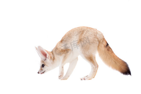 漂亮的耳廓狐在白色背景下被隔离