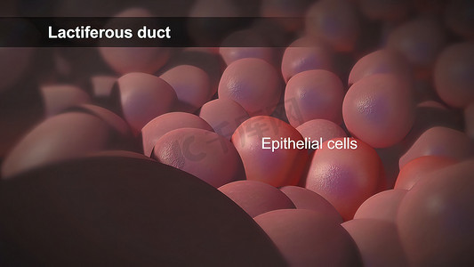 上皮细胞是一种排列在身体表面的细胞。