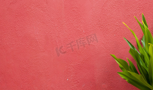 粉红色灰泥质朴的墙壁纹理背景与绿叶。