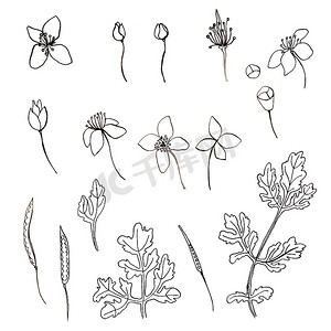白屈菜花集手绘图形植物插图隔离在白色