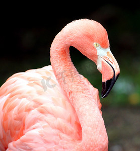 火烈鸟的羽毛摄影照片_粉红色火烈鸟的肖像