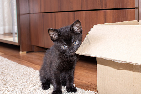 啃盒子的小黑猫