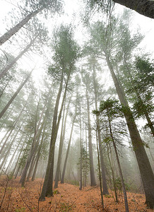 灰色雾气摄影照片_高大的松树和云杉 - 十一月秋天的早晨，雾气缭绕。