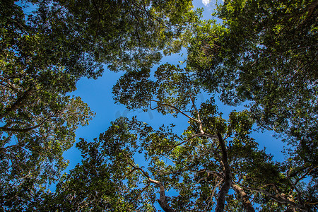 从底部看去，蓝天白云，树木环绕。
