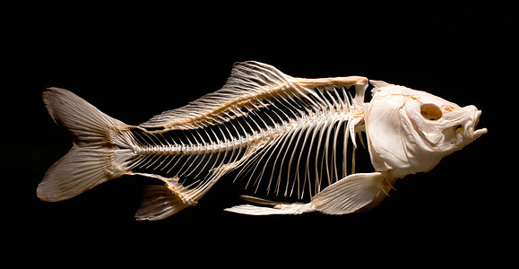 作为博物馆展览的一部分，黑色背景下隔离的鲤鱼骨骼