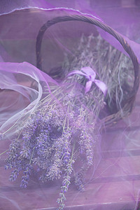 透明紫色雪纺下柳条篮中的薰衣草花束