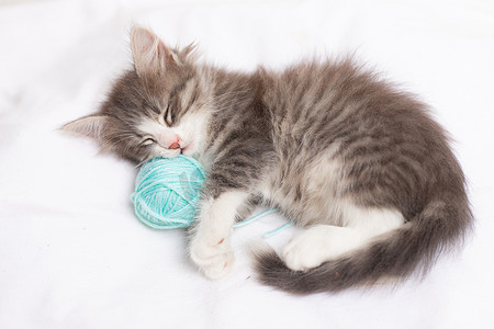 条纹猫与蓝色的球，白色床上的线束。