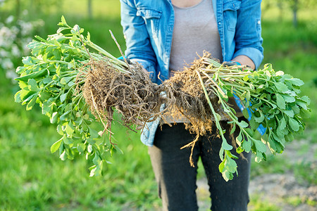 有根的植物摄影照片_戴着园艺手套、拿着铲子拿着有根景天植物的妇女