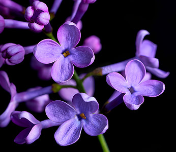 中花卉摄影照片_丁香花生长在黑色背景自然中
