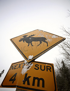 y形路口摄影照片_驼鹿路口警告标志
