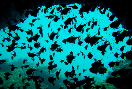 令人惊叹的海底世界，海底世界场景。