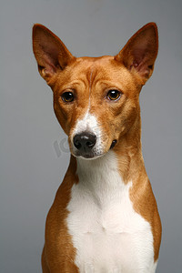 巴森吉狗的肖像