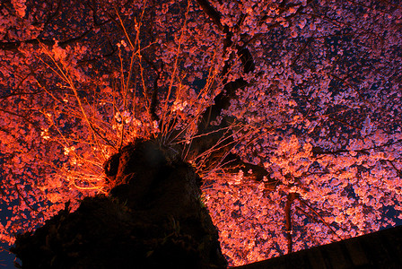 东京图片摄影照片_夜樱花的图片