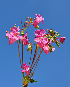 凤仙花摄影照片_喜马拉雅香脂（凤仙花）