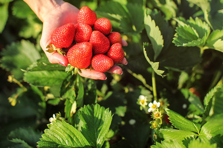 女人手握一把成熟的草莓，刚刚在自采草莓田农场收获。