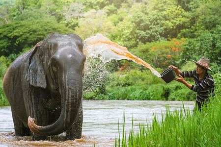 泰国清迈 — 2022年5月5日：泰国大象与象夫在河里洗澡。
