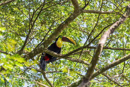 黄喉巨嘴鸟，Ramphastos ambiguus，卡拉拉国家公园 - Tarcoles 哥斯达黎加