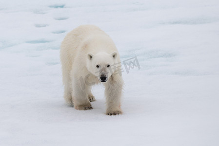 斯瓦尔巴特群岛斯匹次卑尔根岛北部浮冰上的北极熊 (Ursus maritimus)